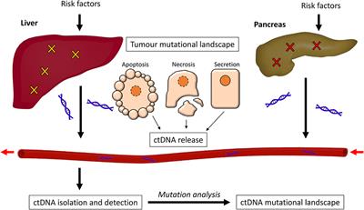 The Mutational Landscape of Pancreatic and Liver Cancers, as Represented by Circulating Tumor DNA